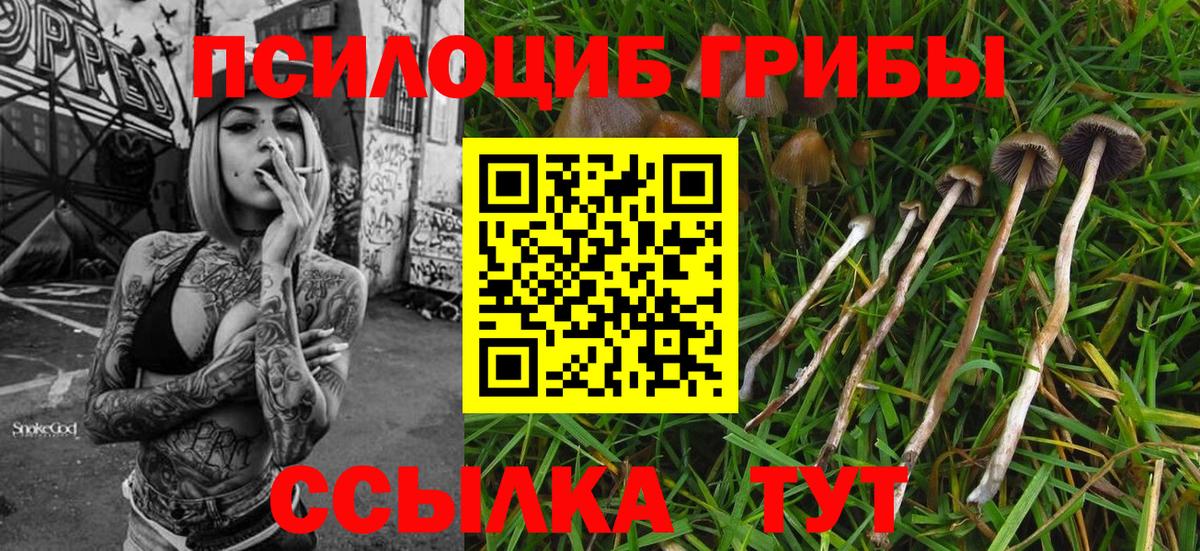 Кызыл  Галлюциногенные грибы Cubensis  Вход с VPN 